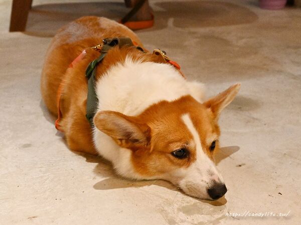 ▲▼谷岤 Good Cave。(圖/部落客糖糖’s 享食生活授權提供)