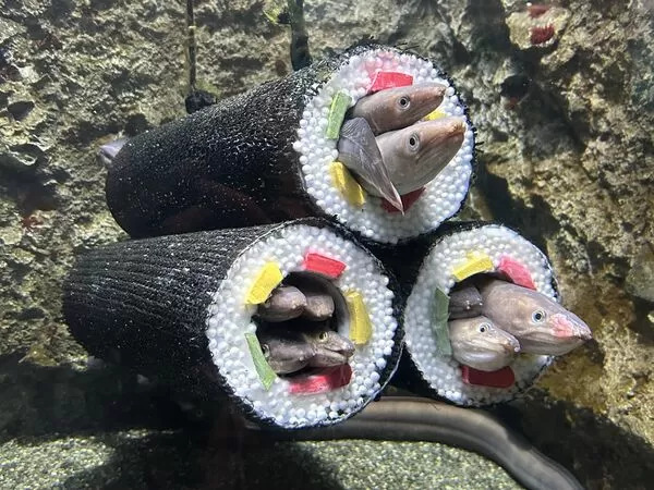 ▲。(圖/翻攝自X/@sendaiuminomori)