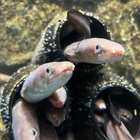 ▲。(圖/翻攝自IG/@uminomori_official)