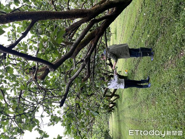 ▲▼課程內容包括栽培管理、病蟲害防治、產銷履歷制度及包裝作業流程。(圖/花蓮縣政府提供,下同)