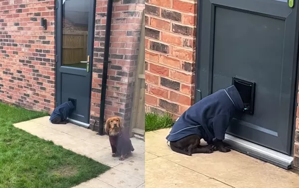 狗聚會變社恐現場 「I型歐告」頭卡狗門逃避網爆笑:這根本我。(圖/翻攝自Instagram/ourspanielsquad)