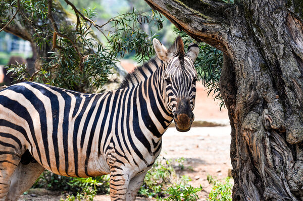 ▲新竹關西六福村祭出三大馬年優惠。(圖/業者提供)