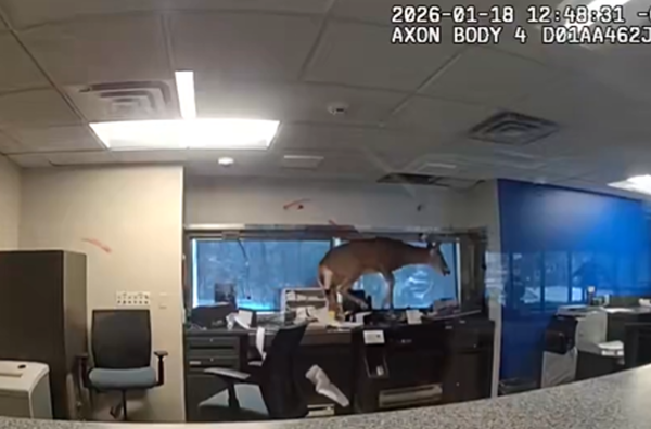 銀行警報狂響以為被搶劫 警到場發現「撞玻璃雄鹿」混亂畫面曝。(圖/翻攝自Suffolk County Police Department)