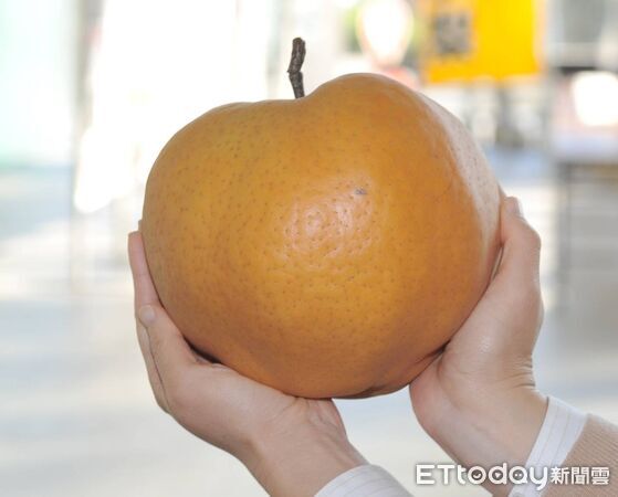 ▲日本群馬縣高崎市產的巨無霸水梨首度來台,1月24日於台南大遠百快閃試賣。(記者林東良翻攝,下同)