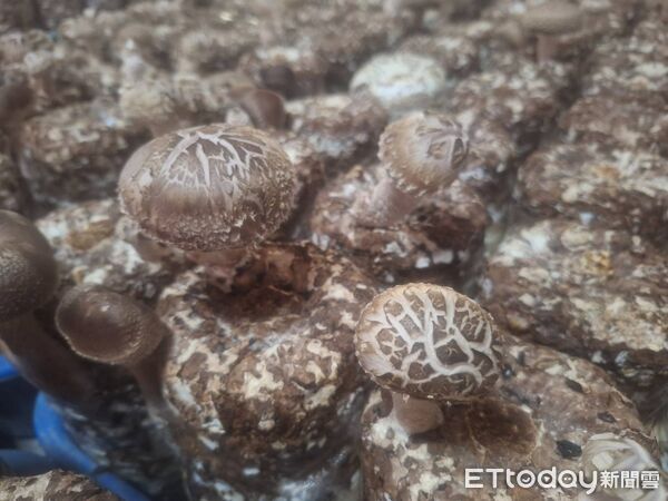 ▲▼ 。(圖/記者李陳信得攝)