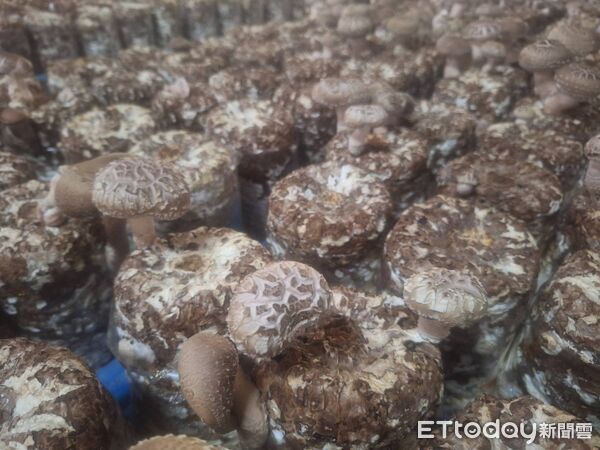 ▲▼ 。(圖/記者李陳信得攝)