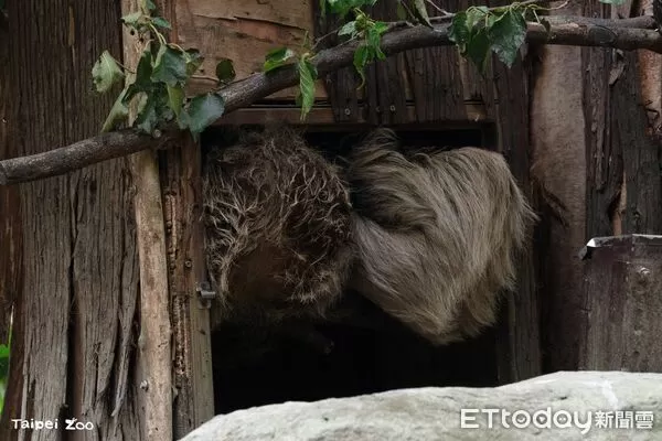 ▲。(圖/臺北市立動物園提供)