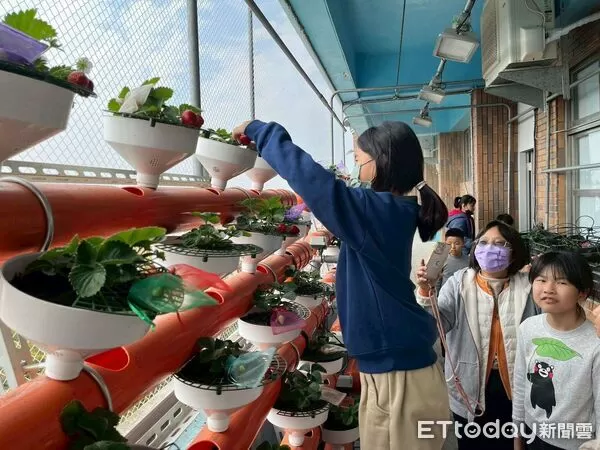 ▲越港國小學生在雲林智慧教育中心智慧農業館內體驗草莓採收,了解作物從栽培到收成的過程。(圖/記者游瓊華翻攝)