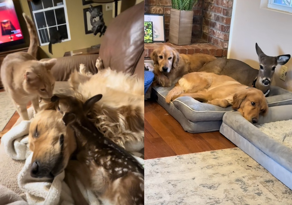 夫妻農場發現瀕死小鹿「全身爬滿蛆」 善良阿金當養母守護牠長大。(圖/翻攝自TikTok/brownhikingtrails)