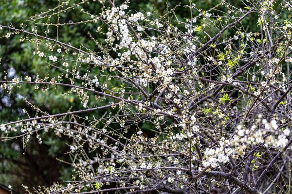 ▲榮星花園公園的梅樹正逢開花期,位於民權東路與建國北路側的荷花池旁。(圖/公園處提供)