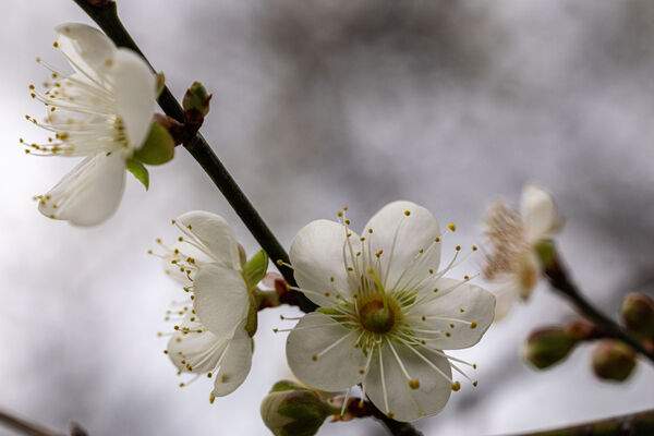 ▲榮星花園公園的梅樹正逢開花期,位於民權東路與建國北路側的荷花池旁。(圖/公園處提供)