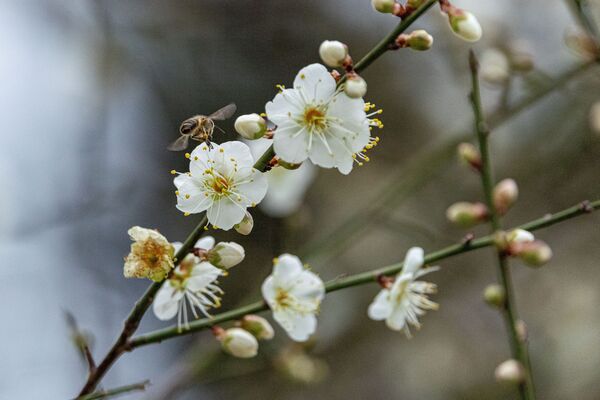 ▲榮星花園公園的梅樹正逢開花期,位於民權東路與建國北路側的荷花池旁。(圖/公園處提供)