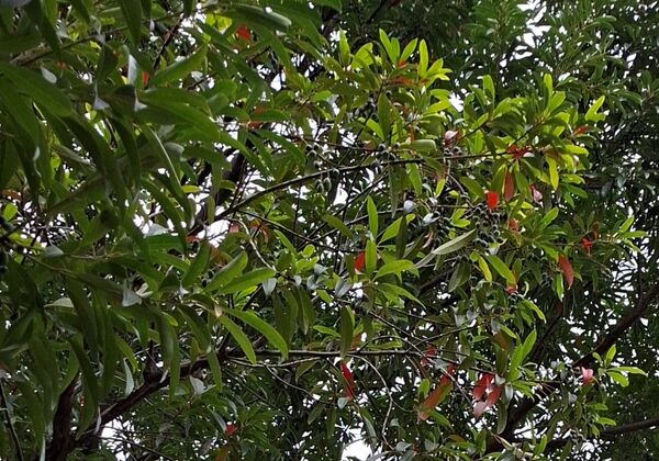 ▲榮星花園公園的梅樹正逢開花期,位於民權東路與建國北路側的荷花池旁。(圖/公園處提供)