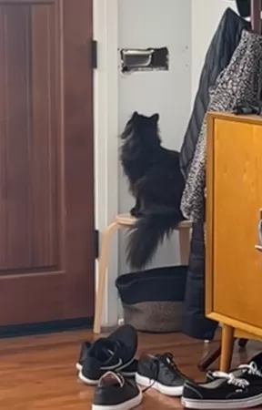 貓咪郵差攻防戰。(圖/翻攝自Tiktok@frankieunsupervised)