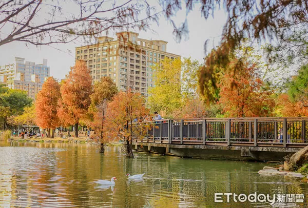 ▲▼高雄凹子底森林公園落羽松松。(圖/記者蔡玟君攝)