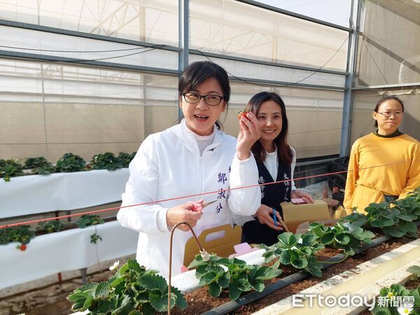 ▲▼ 「莓來玩不行」太保草莓季甜蜜登場太保市公所推7大草莓園串聯採摘地圖 專屬提盒送禮自用都吸睛 。(圖/太保市公所提供)