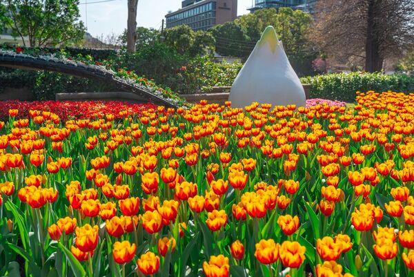 ▲士林官邸鬱金香展2/26浪漫登場。(圖/取自台北市政府網站)