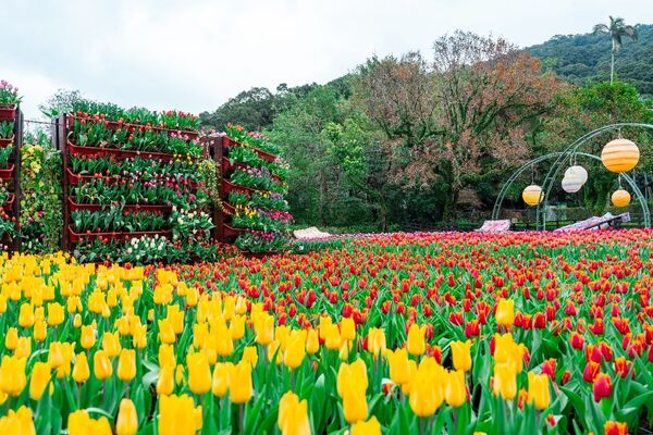 ▲士林官邸鬱金香展2/26浪漫登場。(圖/取自台北市政府網站)