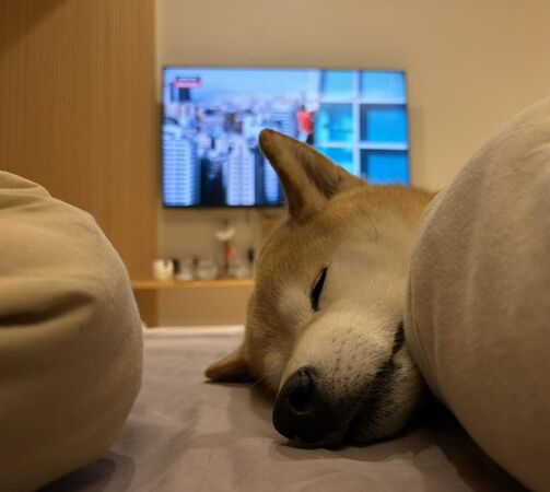 ▲▼看霍諾德攀101狂冒手汗!視網膜PO照「愛犬緊閉雙眼」。(圖/翻攝自臉書)