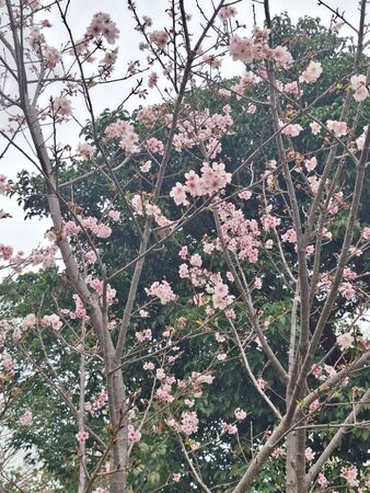 ▲北市府鼓勵民眾過年期間赴大安森林公園走春。(圖/北市府提供)