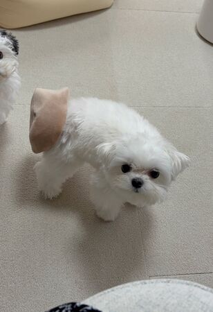 ▲。(圖/翻攝自X/@rice_0520)