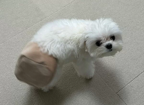 ▲。(圖/翻攝自X/@rice_0520)