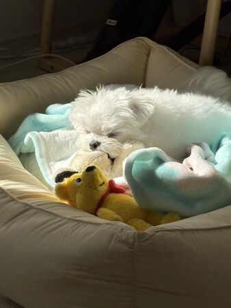 ▲。(圖/翻攝自X/@rice_0520)