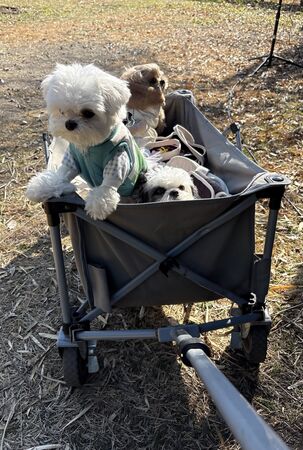 ▲。(圖/翻攝自X/@rice_0520)