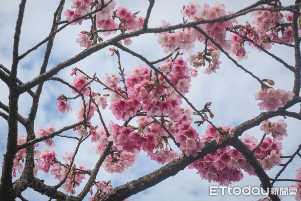 ▲平菁街櫻花巷1/25花況,櫻花,寒櫻,陽明山。(圖/記者彭懷玉攝)