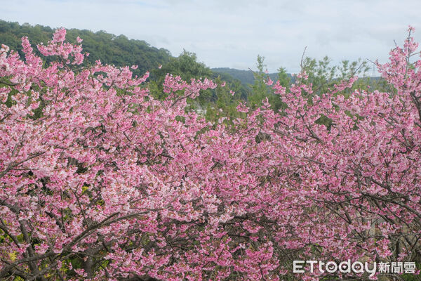 ▲平菁街櫻花巷1/25花況,櫻花,寒櫻,陽明山。(圖/記者彭懷玉攝)