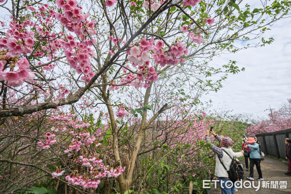 ▲平菁街櫻花巷1/25花況,櫻花,寒櫻,陽明山。(圖/記者彭懷玉攝)