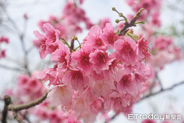 ▲平菁街櫻花巷1/25花況,櫻花,寒櫻,陽明山。(圖/記者彭懷玉攝)