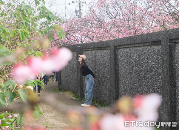 ▲平菁街櫻花巷1/25花況,櫻花,寒櫻,陽明山。(圖/記者彭懷玉攝)