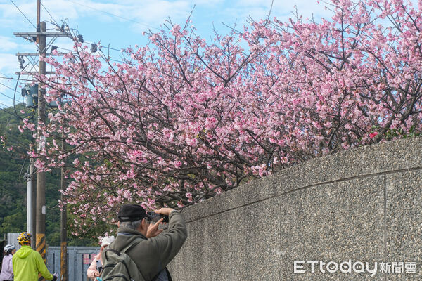 ▲平菁街櫻花巷1/25花況,櫻花,寒櫻,陽明山。(圖/記者彭懷玉攝)