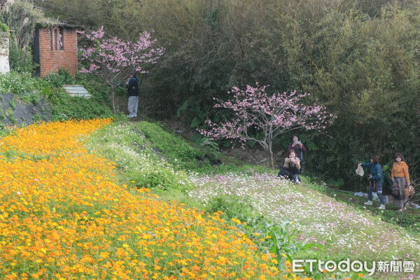 ▲鵝尾山水田,鵝尾山水田波斯菊1/25花況,陽明山夕陽。(圖/記者彭懷玉攝)