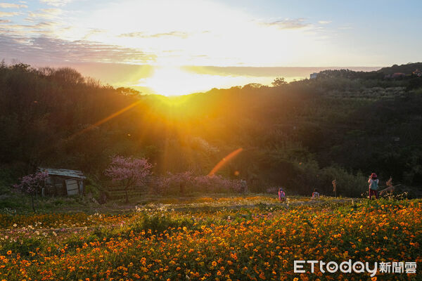 ▲鵝尾山水田,鵝尾山水田波斯菊1/25花況,陽明山夕陽。(圖/記者彭懷玉攝)
