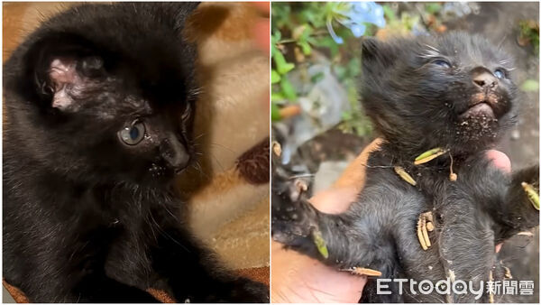 ▲▼雨中撈起「僵硬小黑炭」 奇蹟甦醒大口喝奶:結局超溫暖。(圖/翻攝自YouTube/The Dodo)