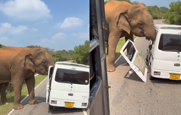 野生大象發狂「瞬間扯掉車門」 遊客緊急跳車11歲童赤腳逃命。(圖/翻攝自Instagram/mikhailovsky_mlk)