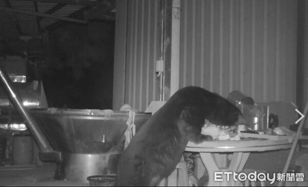 ▲▼ 黑熊連闖阿里山工寮 嘉義分署發獎勵金攜手部落防止侵擾 ,阿里山地區9起黑熊入侵通報嘉義分署即時應變並發放生態服務給付 呼籲落實食物管理與共存 。(圖/林業保育署嘉義分署提供)