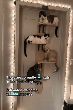 ▲。(圖/翻攝自TikTok/@yukiandtheboys)