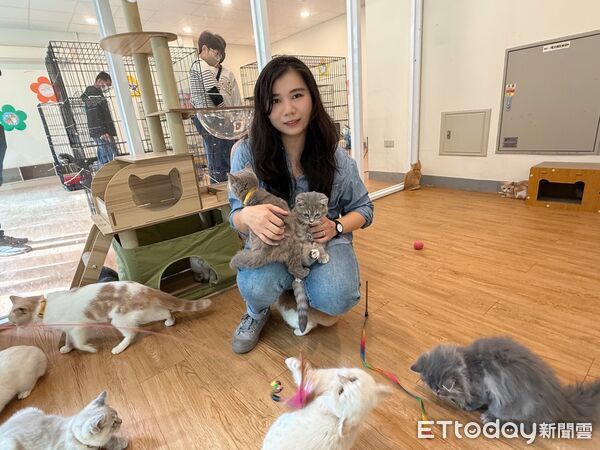 ▲▼ 嘉義縣喵星人命定配對活動30日截止 。(圖/嘉義縣政府提供)