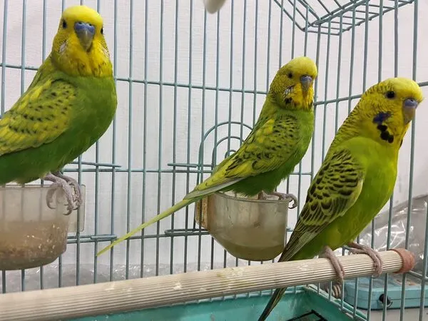 ▲迎春彩券行店鳥,助攻7旬翁刮中百萬獎金。(圖/台彩提供)