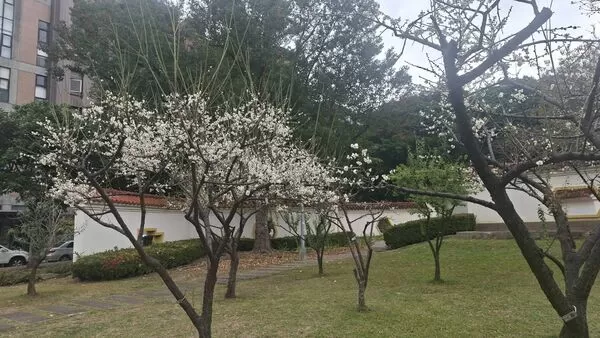 ▲士林官邸公園和志成公園內梅花也陸續盛開,目前花況約4成。(圖/公園處提供)