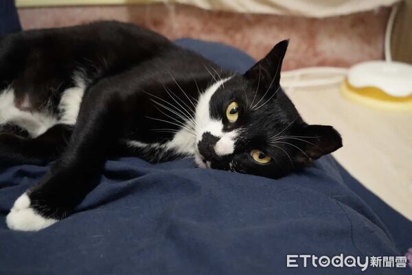 ▲。(圖/Threads@vannu_cat提供,請勿隨意翻拍,以免侵權。)