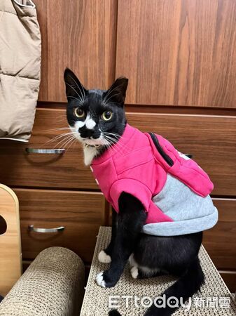 ▲。(圖/Threads@vannu_cat提供,請勿隨意翻拍,以免侵權。)