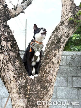 ▲。(圖/Threads@vannu_cat提供,請勿隨意翻拍,以免侵權。)