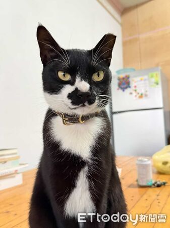 ▲。(圖/Threads@vannu_cat提供,請勿隨意翻拍,以免侵權。)