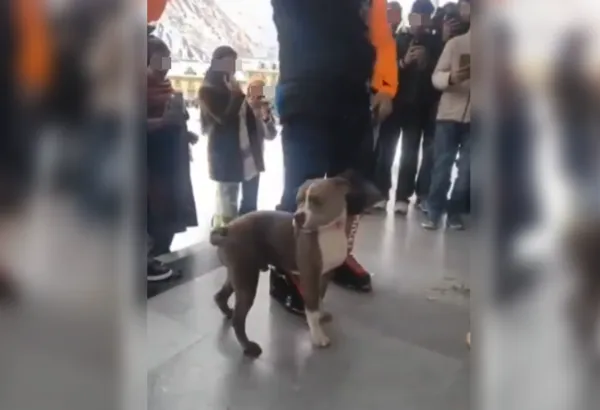 2少年凍死雪地 忠心比特犬「零下守護小主人遺體4天」發抖拒離開。(圖/翻攝自X)