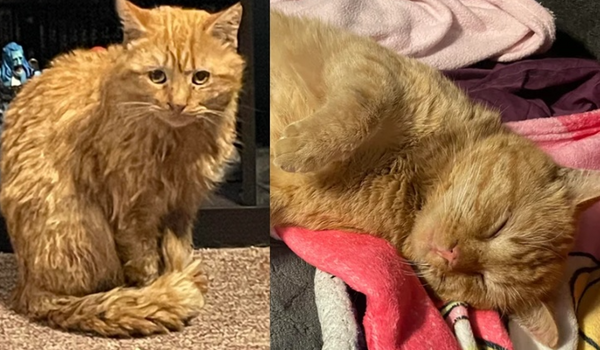 暴風雪聽到求救聲!夫妻開門驚見「凍僵橘貓」 入屋秒睡翻超萌。(圖/翻攝自Reddit)
