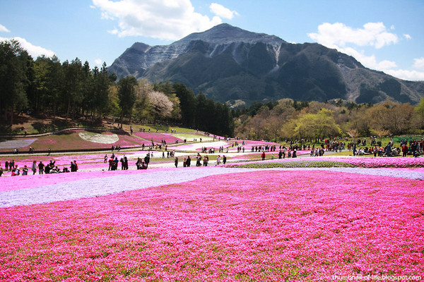 羊山公園(圖／tokyotimes.com)